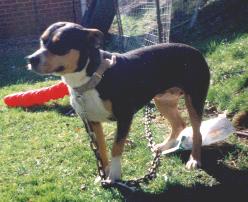 York's Tri My Little Roxi