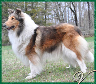 Van-M Little Red Logo