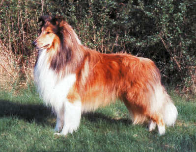 Dantos Baron