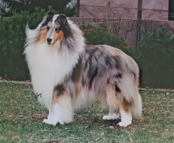 CH Clarion Incognito