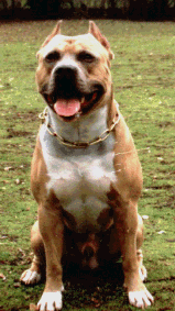 Tippitt's I'm A Believer