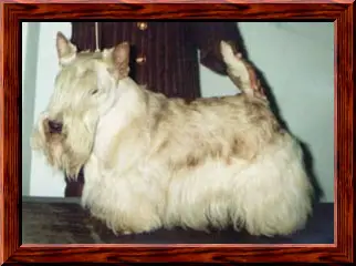 Stalwart's Radiant Stargazer