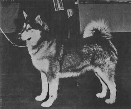 CH. Eldor's Little Bo