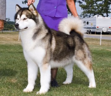 BIS/BISS AM./CAN. CH. North Face Sno Klassic Glory Days