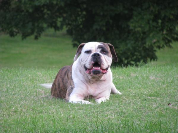 Tettaton's Desteny of WAB