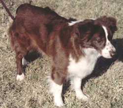 Ruder's I B A Auburn Angel