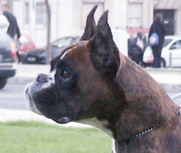 Voilá von den Busch