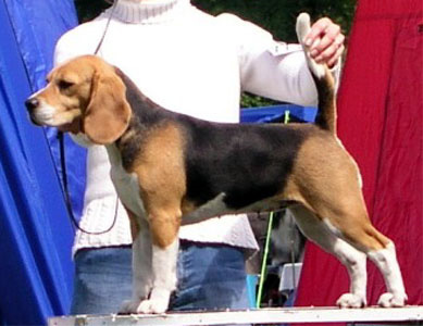 INTERCHAMPION Trewelyn Grandezza