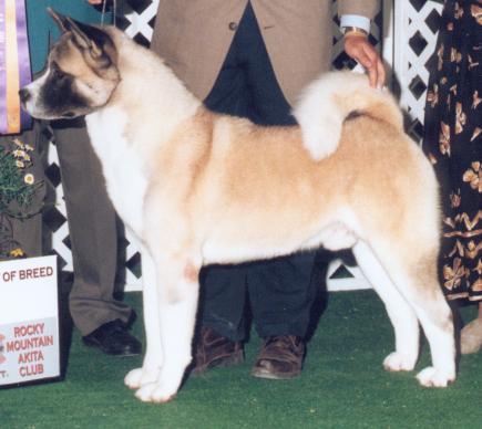 AKC CH TimberSkys Heaven and Earth