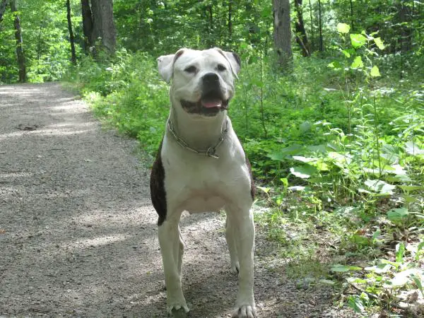 ABRA  UKC CH Mightybull  Cheyenne of Wild River