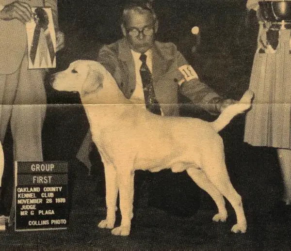 CH Timmbrland Golden Star