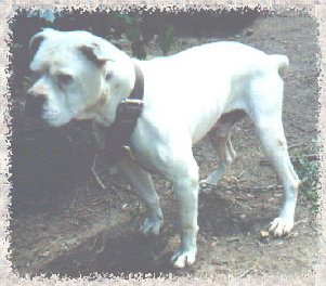 Bailey's Bob