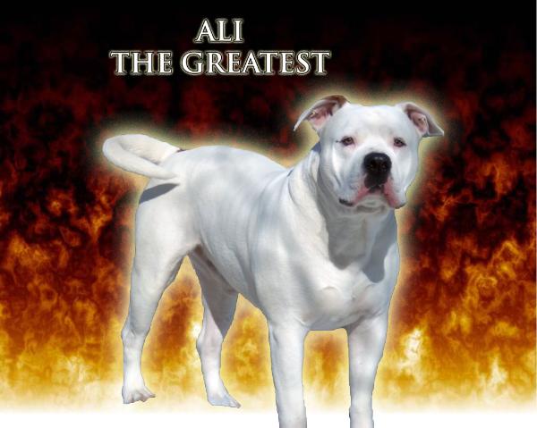 LABK'S ALI THE GREATEST of LBK