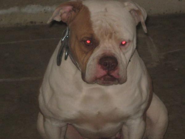 Midwest AB's Bosslady