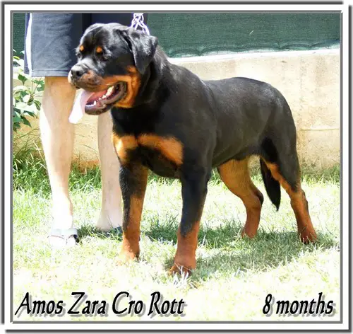 CH Amos Zara Cro Rott