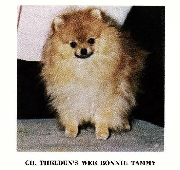 Theldun's Wee Bonnie Tammy