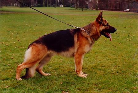 V (BSZS) Manto von der Lengernheide