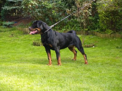 PL.CH. Anapurna vom Hause Haase