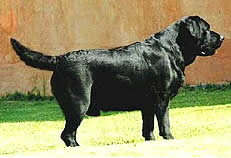 CAMP. MEX. Dickendall Bruno