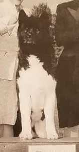 AKC CH Kamikazi's Takara Mia