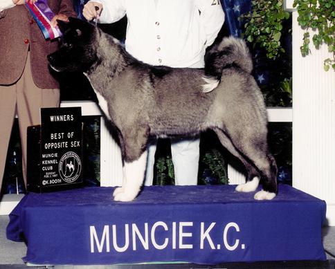 AKC CH TimberSky TopSecret Shiojiri