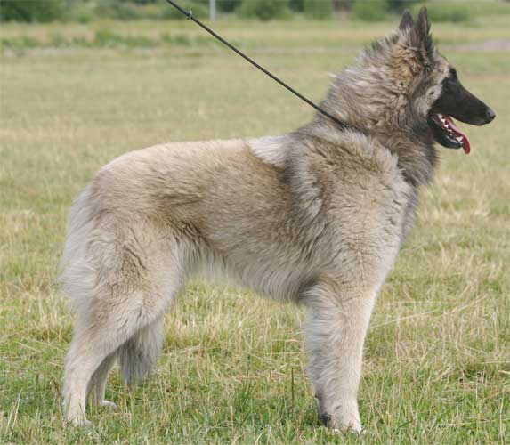 Casarborgs Foxy Hestia