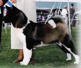 CAN CH Alder's Miss Behaving