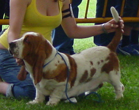 Teima Do Agro da Costina