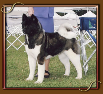 AKC CH Sondaisa Soaking Up The Sun
