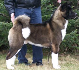 MBIS AKC/CAN CH Beardusk's Fatal Attraction