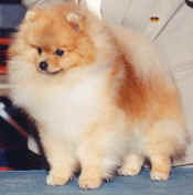 AM CH Star Haven's Preachin' Glory