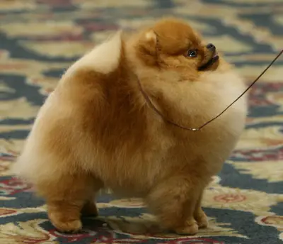 AM GCH Chriscendo Call Display