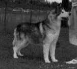 CH Storm Kloud's Hhumble Shaman