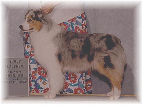 CH Briarbrooks Silver Sequence