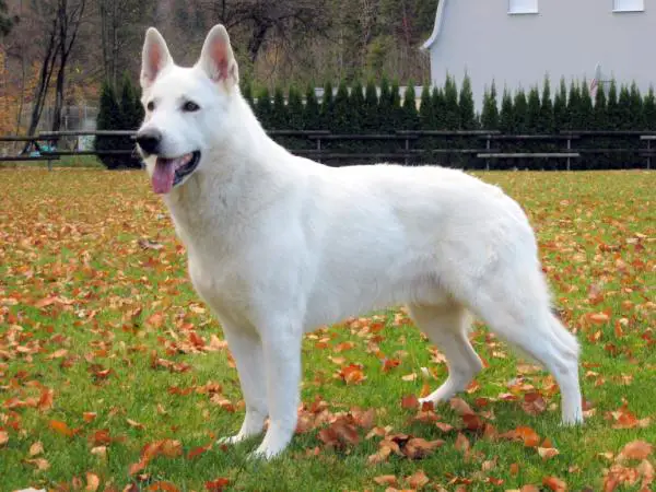 AUT CH Gringo of White Finess