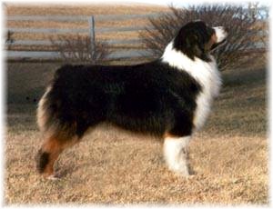 AKC CH Everlastings Caped Crusader