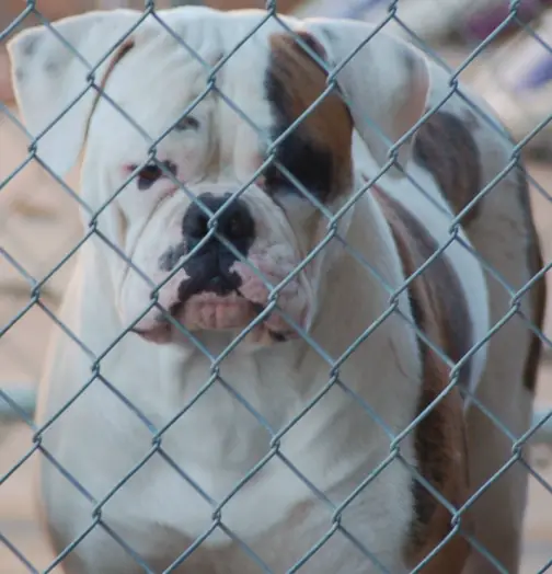 OSB's Piece of the rock