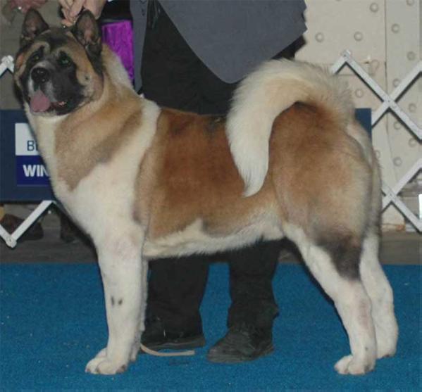 AKC CH Chereed's The Intimidator