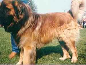 Axel v. Burg Tannenberg