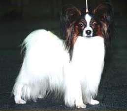 CH SWE, JWW-98 Lamonia's Nicklas