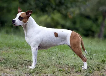 Mississippi Red Amy Weber Polly