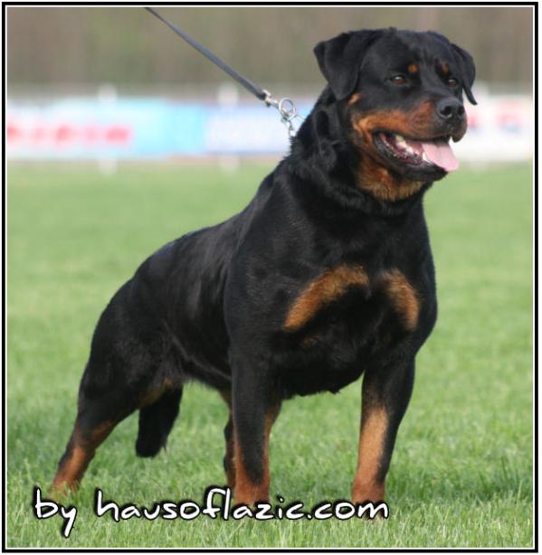 AIRK SIEGERIN Irra Vom Bonzi Star