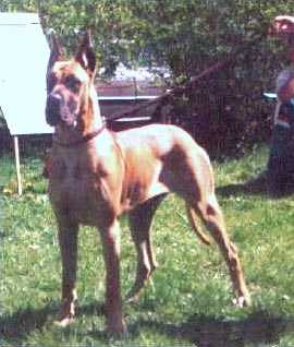 Celena du Domaine du Bois de Choques