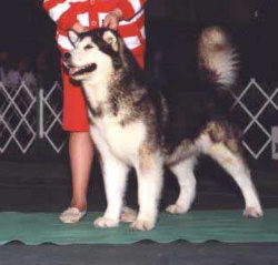 CH. Storm Kloud's One More Time