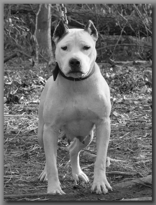 Dorsey's Screamin' Mimi