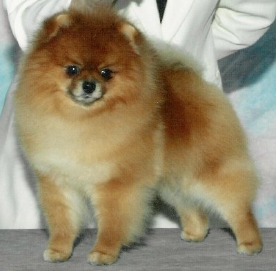 BISS CH Larajus Palisades Van Gogh