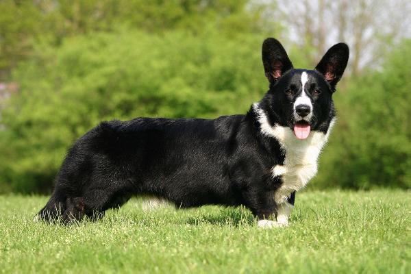 NL CH/NLJCH Floatin' Ffagan Ffinian