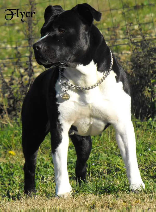 Flying Black Bull from Urcos Not Dead ,a.k.a Flyer