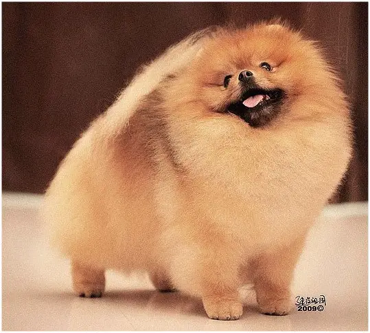 Starlight's Score Keeper