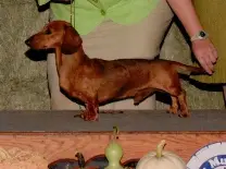 CH (USA) Sunrise Add-Sim's Guardian MS